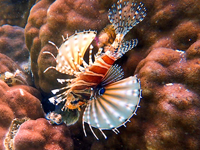 魚ウォッチングシュノーケリング体験