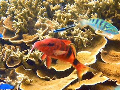 魚ウォッチングシュノーケリング体験