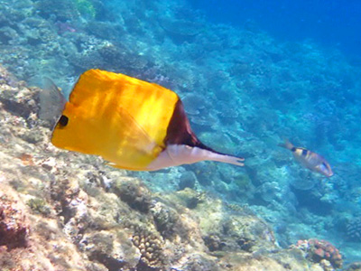 魚ウォッチングシュノーケリング体験