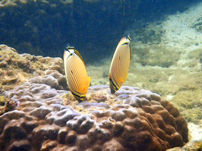 魚ウォッチングシュノーケリング体験